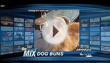 Dog Hair Buns the Newest Canine Fashion Trend?